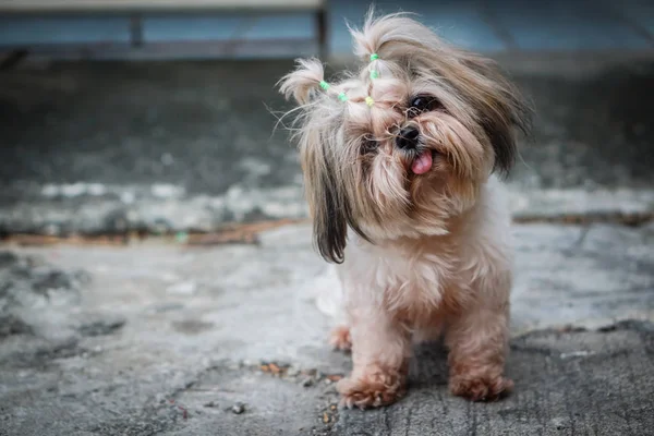 Dirty dog się uśmiecha — Zdjęcie stockowe