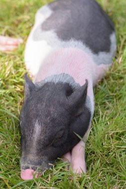 domuz yatmaktan yakın çekim