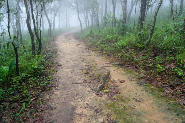 Path in fog the forest — Stockfoto