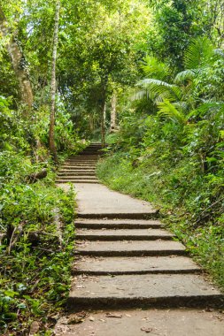 Geçit tropikal orman 