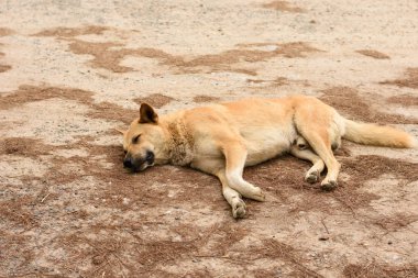 Kahverengi köpek uyuyor. 