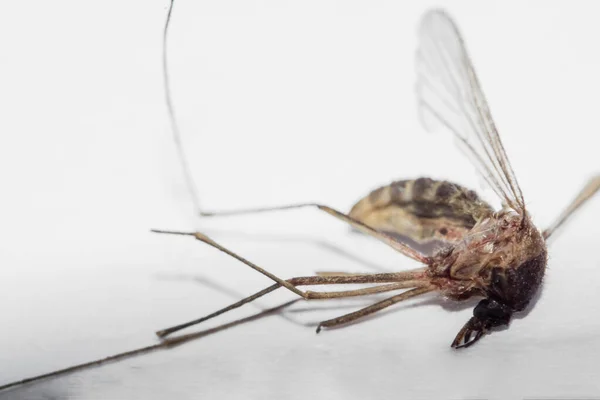 Ölü sivrisinek izole.