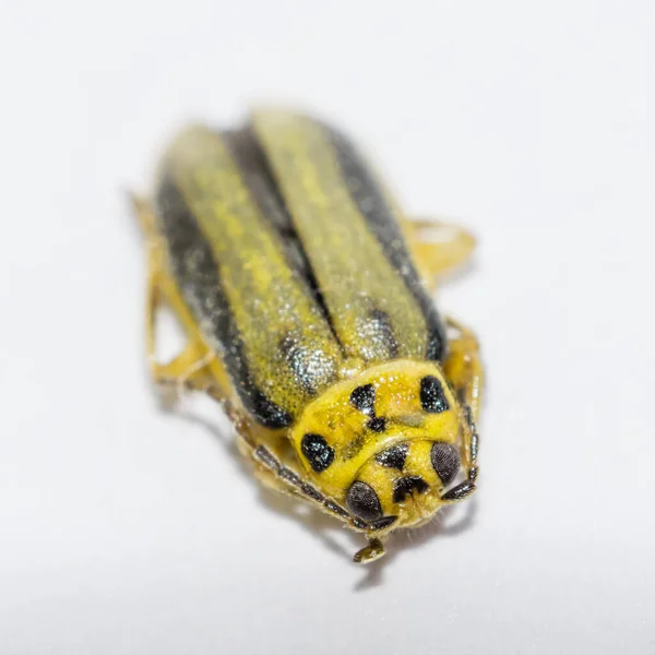 Sarı böcek izole edildi..