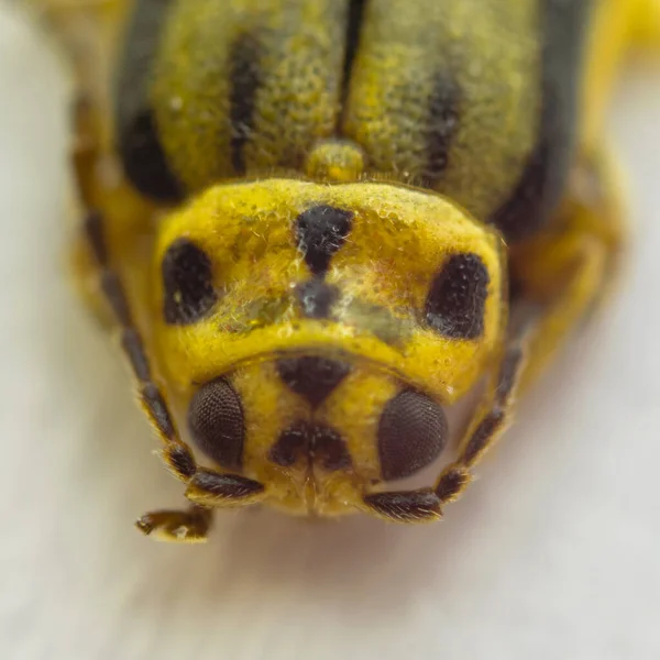 Cabeça de besouro amarelo isolada . — Fotografia de Stock