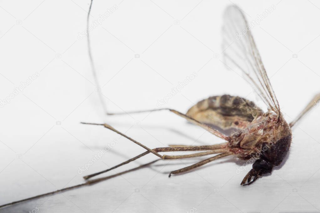 Dead mosquito isolated.