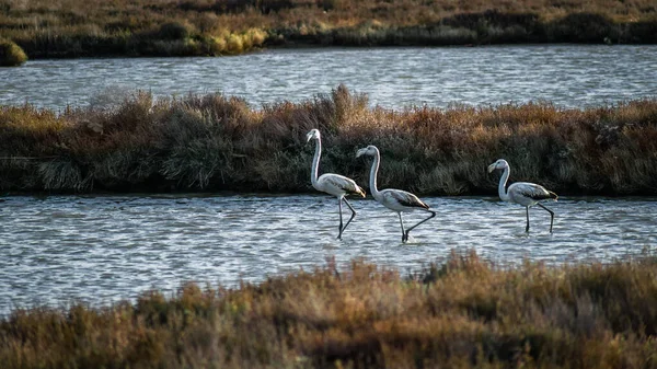 Flamingo kuş ailesi gölde yürüyor