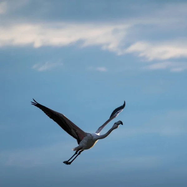 Isolated flamingo bird flying at the sky