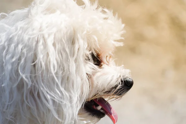 Maltalı yavru köpek gözlemleme, yan bakış açısı