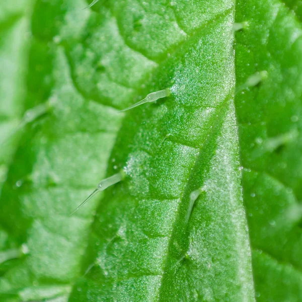 Extreme macro close up of a stinging nettle leaf (urtica dioica) showing the needles