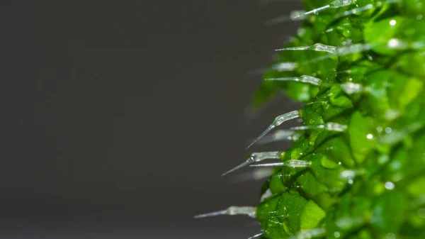 İğneleri gösteren ısırgan otu yaprağının (urtica dioica) uç makrosu, metin veya reklam için solda negatif alan