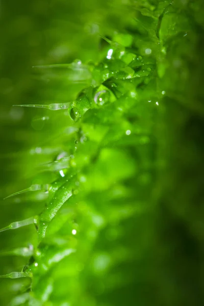 Islak ısırgan otu yaprağının (urtica dioica) iğneleri gösteren uç makro görüntüsü