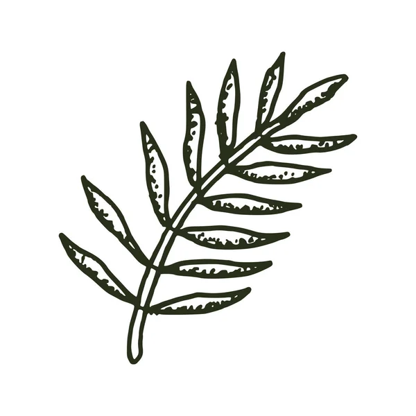 Природные тропические листья векторный шаблон логотипа иллюстрации EPS 10 — стоковый вектор
