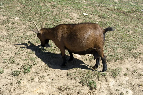 Hamile keçi güneşe esaret altında eating