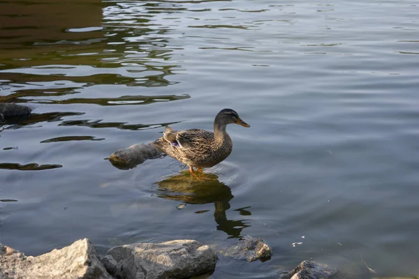 Pato_Duck bir göl kenarında