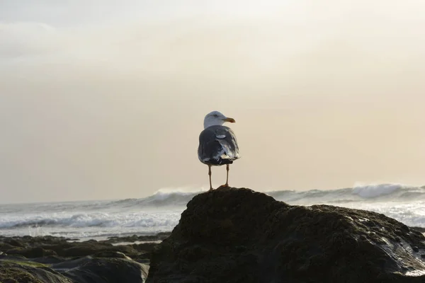 Möwe (larus fuscus)) — Stockfoto