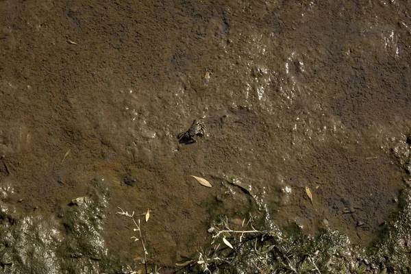 Yeşil Yengeç - Carcinus Maenas