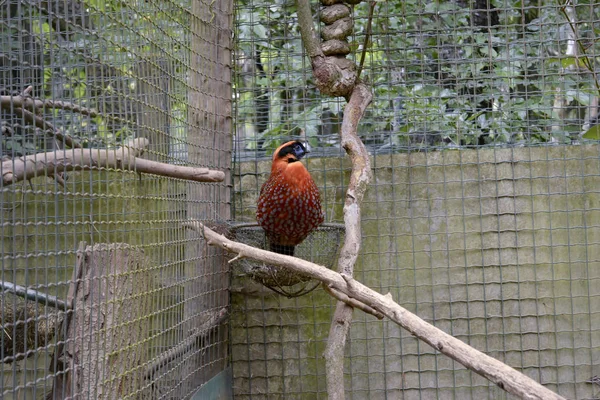 Tragopan Temminck esiri izole edildi