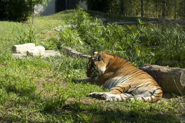 Tiger liegt in der Sonne lizenzfreie Stockfotos