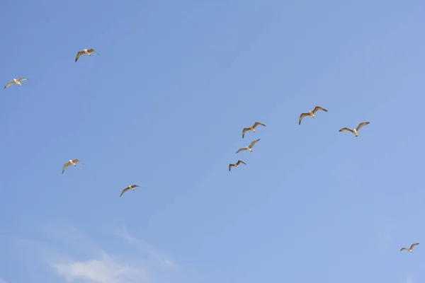 Schwärme von Möwen am Himmel — Stockfoto