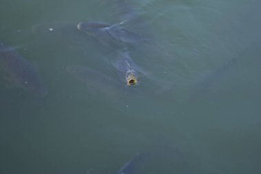 Gri sazan grubu - Cyprinus carpio