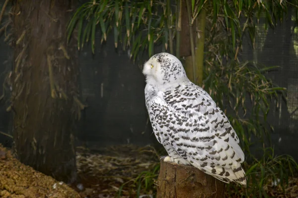 Snowy Owl - Nyctea Scandiaca — Stock Photo, Image