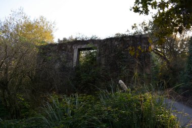 Yıkılmış bir konut yıllar geçtikçe yavaş yavaş doğanın yuttuğu bir şeydir.