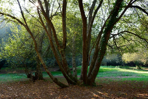 Ormanda, dalları sarmaşıklarla kaplı eski bir karaağaç parçası.