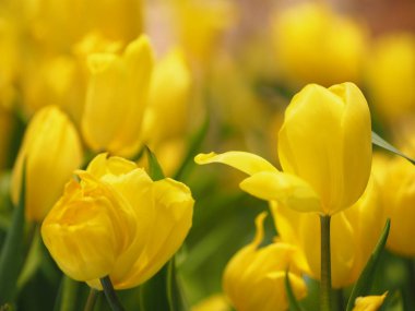 Sarı lale çiçeği doğada patlıyor. Arka planda bulanık.