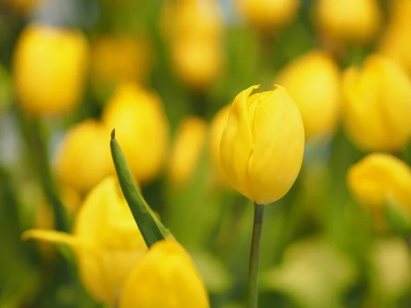 Žlutý Tulipán Květ Vzkvétající Krásné Přírodě Rozmazané Pozadí — Stock fotografie