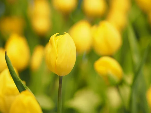 Желтый Цветок Тюльпана Бум Красивый Природе Размытый Фон — стоковое фото