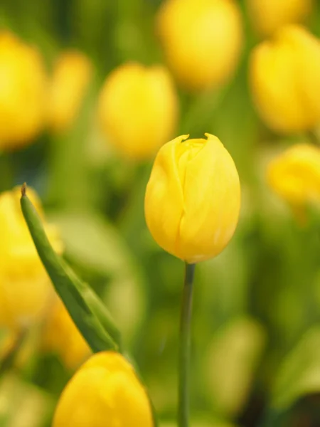 Žlutý Tulipán Květ Vzkvétající Krásné Přírodě Rozmazané Pozadí — Stock fotografie