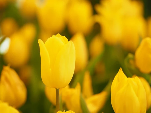 Žlutý Tulipán Květ Vzkvétající Krásné Přírodě Rozmazané Pozadí — Stock fotografie