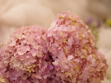 Ortanca ya da Ajisai pembe çiçeği doğanın bulanık arka planında