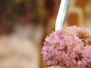 Ortanca ya da Ajisai pembe çiçeği doğanın bulanık arka planında