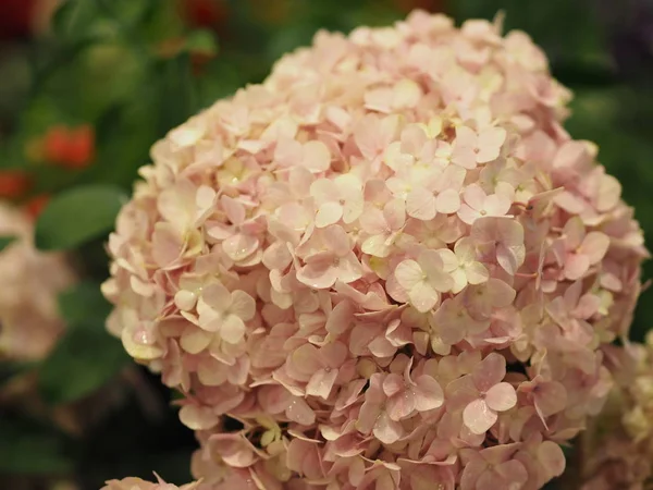 Hydrangea Vagy Ajisai Rózsaszín Virág Elmosódott Természet Háttér — Stock Fotó