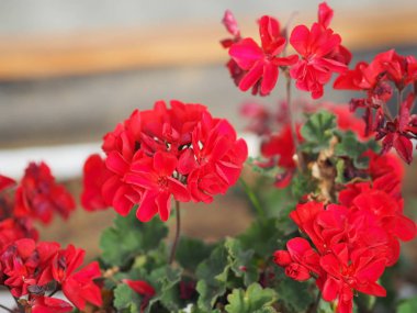 Gül çiçeği kırmızı renk düzenleme doğa arkaplan sembolü bulanık güzel buket aşk Sevgililer Günü