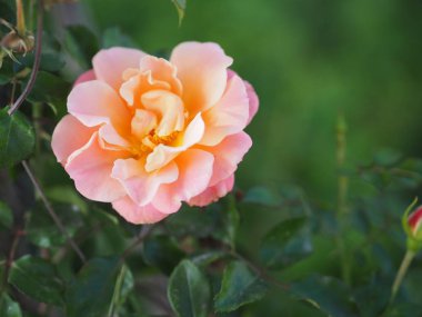 gül çiçeği iki renk pembe ve sarı düzenleme güzel buket doğanın bulanık arkaplan sembolü aşk Sevgililer Günü