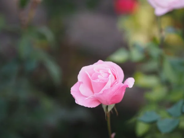 Różowy Kwiat Dwa Kolor Różowy Żółty Układ Piękny Bukiet Rozmytym — Zdjęcie stockowe