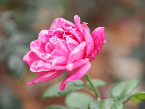 Różowy Kwiat Dwa Kolor Różowy Żółty Układ Piękny Bukiet Rozmytym — Zdjęcie stockowe