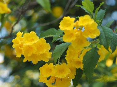 Sarı Elder, Magnoliophyta, Angiospermae lakabı Altın sarısı trompet çiçeği, ellow yaşlı, trompet çalısı, Tecoma stans arka planda bulanık güzellikte çiçek buketine dalların sonunda çiçek açarak