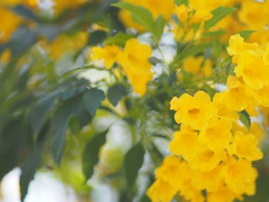 Sarı Elder, Magnoliophyta, Angiospermae lakabı Altın sarısı trompet çiçeği, ellow yaşlı, trompet çalısı, Tecoma stans arka planda bulanık güzellikte çiçek buketine dalların sonunda çiçek açarak