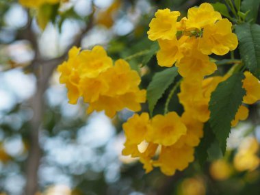 Sarı Elder, Magnoliophyta, Angiospermae lakabı Altın sarısı trompet çiçeği, ellow yaşlı, trompet çalısı, Tecoma stans arka planda bulanık güzellikte çiçek buketine dalların sonunda çiçek açarak