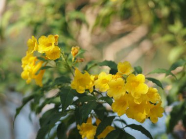 Sarı Elder, Magnoliophyta, Angiospermae lakabı Altın sarısı trompet çiçeği, ellow yaşlı, trompet çalısı, Tecoma stans arka planda bulanık güzellikte çiçek buketine dalların sonunda çiçek açarak