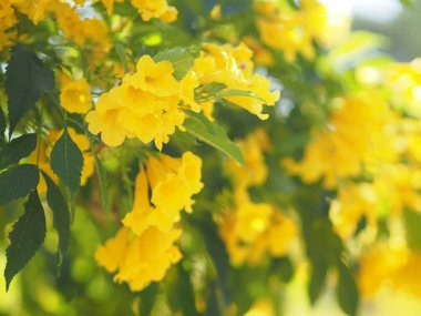 Sarı Elder, Magnoliophyta, Angiospermae lakabı Altın sarısı trompet çiçeği, ellow yaşlı, trompet çalısı, Tecoma stans arka planda bulanık güzellikte çiçek buketine dalların sonunda çiçek açarak