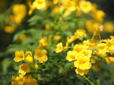Sarı Elder, Magnoliophyta, Angiospermae lakabı Altın sarısı trompet çiçeği, ellow yaşlı, trompet çalısı, Tecoma stans arka planda bulanık güzellikte çiçek buketine dalların sonunda çiçek açarak