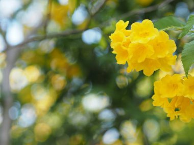 Sarı Elder, Magnoliophyta, Angiospermae lakabı Altın sarısı trompet çiçeği, ellow yaşlı, trompet çalısı, Tecoma stans arka planda bulanık güzellikte çiçek buketine dalların sonunda çiçek açarak