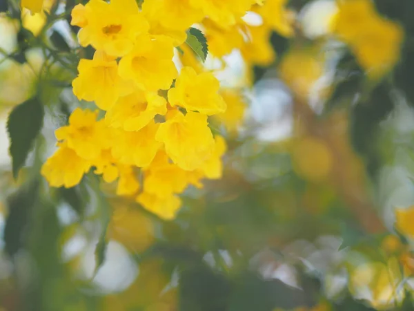 Yellow Elder Magnoliophyta Angiospermae Van Naam Gold Yellow Color Trompet — Stockfoto