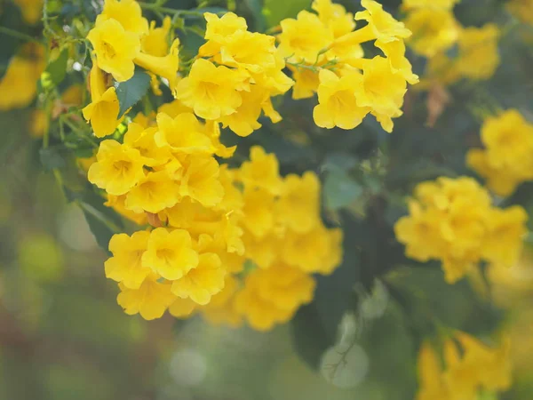 Elder Amarillo Magnoliophyta Angiospermae Name Gold Flor Trompeta Color Amarillo — Foto de Stock