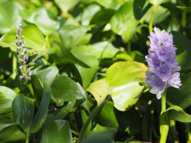Mor renkli su sümbülü, Eichhornia cinsi, Eichhornia crassipes çiçek buketi narin arka planda çok güzel.