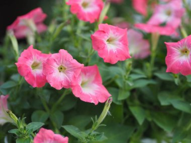 Pembe tutku dalgası Petunia Hybrida, Solanaceae, çiçek buketi. Arka planda bulanık çiçek demeti. Çiçekler tek çiçek şeklindedir. Çiçeğin 5 kulağı vardır.